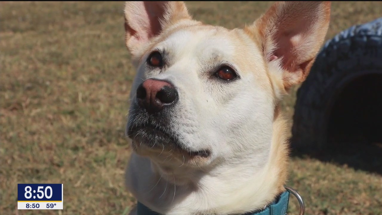 Dog of the Day: Sally