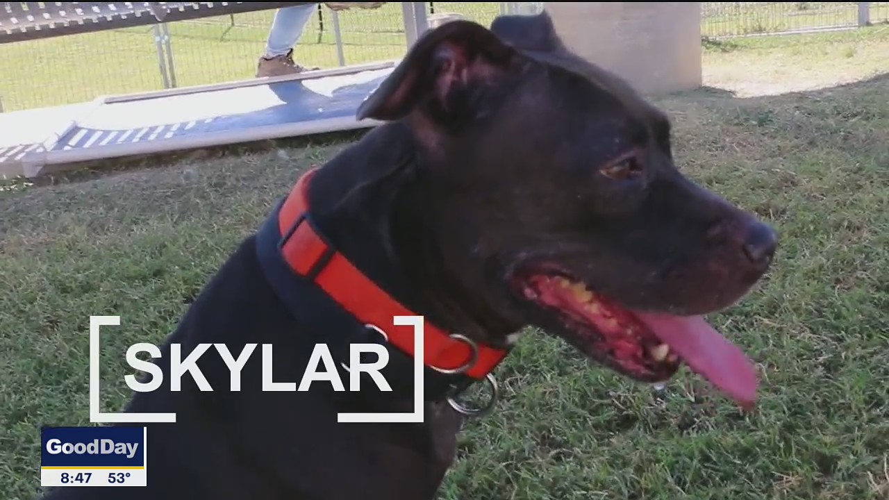 Dog of the Day: Skylar