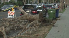 Damaging Santa Ana winds down a tree across Beverly Grove street