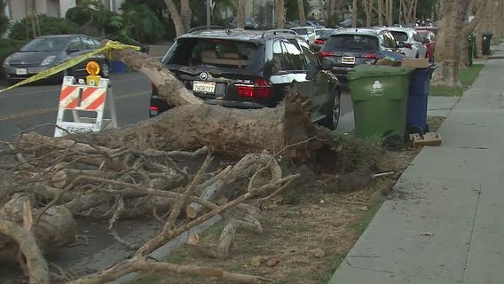 Damaging Santa Ana winds down a tree across Beverly Grove street