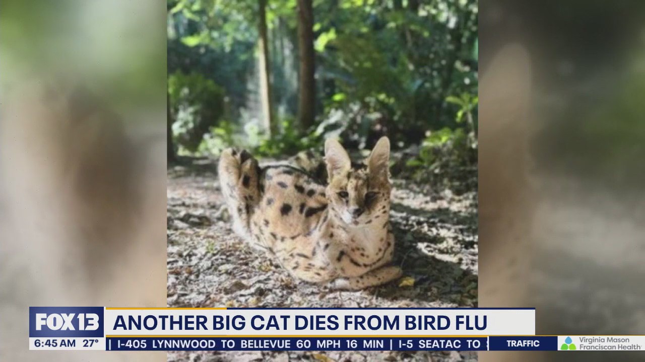 Another big  cat dies from bird flu