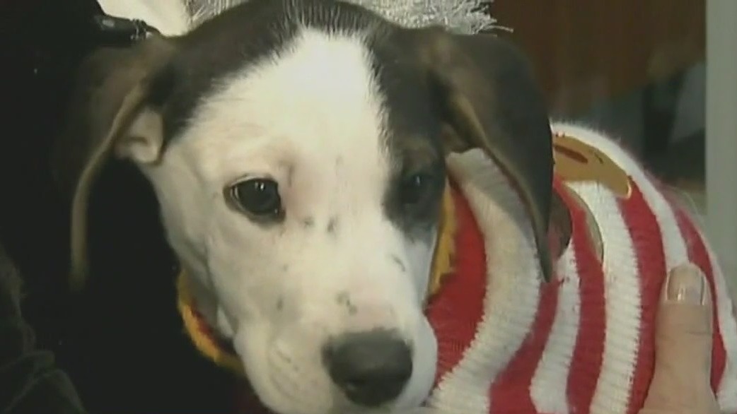 Back-to-school: Helping pets adjust to separation