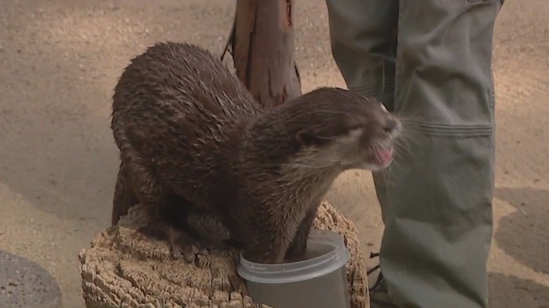 Adorable otter at Wildlife World Zoo