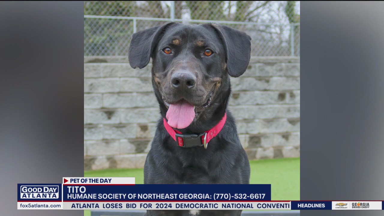Pet of the Day from the Humane Society of Northeast Georgia