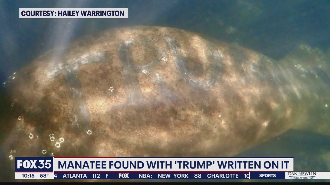Manatee found with 'Trump' scraped on back