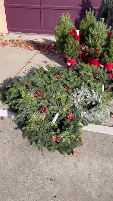 Strapped Santa arrests suspected Christmas tree thieves in bizarre police social media video