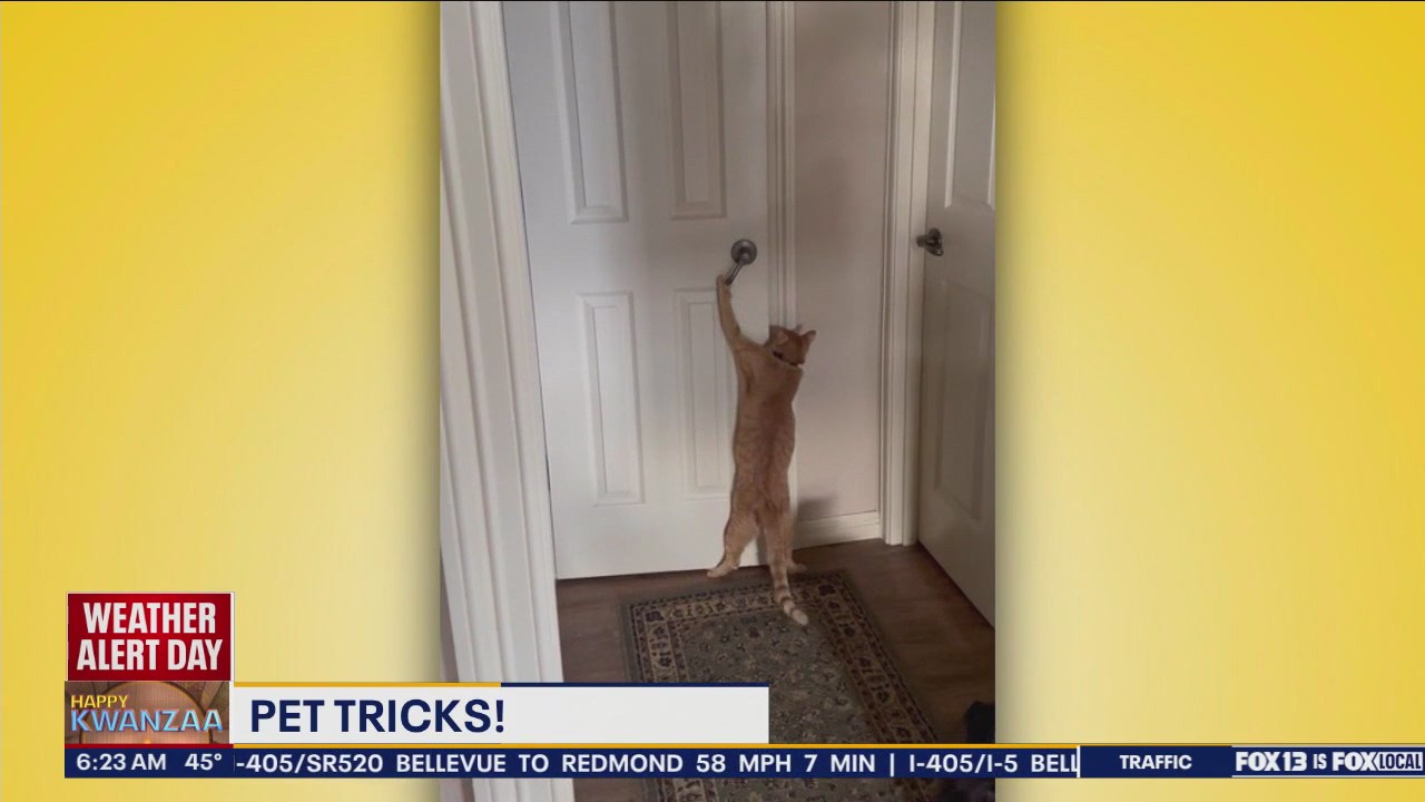 Pet Tricks for Thursday, December 26