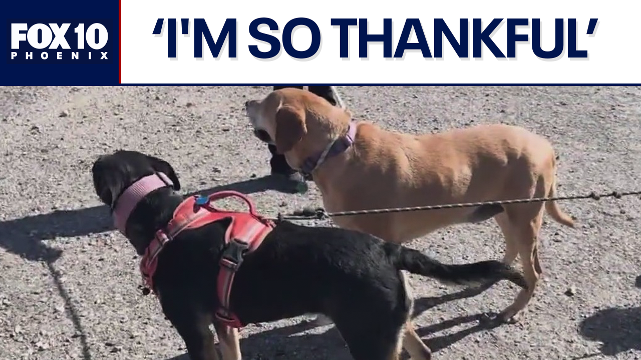 Dogs stick together for days while being lost in the desert