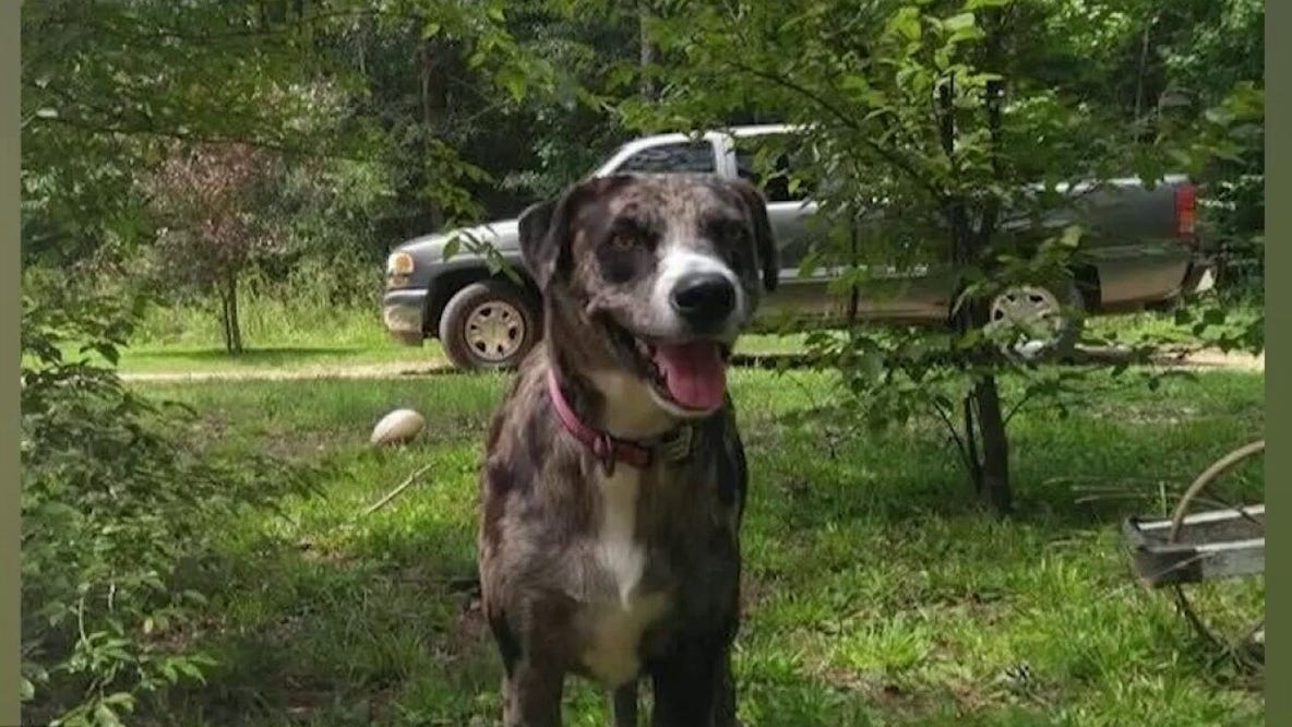 Cartersville firefighters help save dog’s life on Christmas Eve