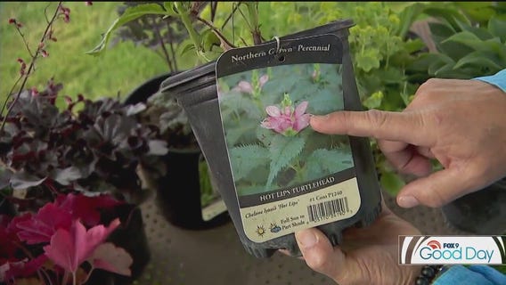 Best perennials for shady spots