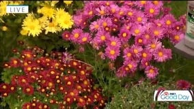 FOX 9 Good Day: Sept. 9, 2025