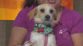 Pet Project: Nala from Ken-Mar Rescue