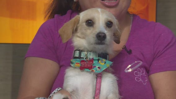 Pet Project: Nala from Ken-Mar Rescue