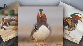 South Shore Park Mandarin duck photographer robbed
