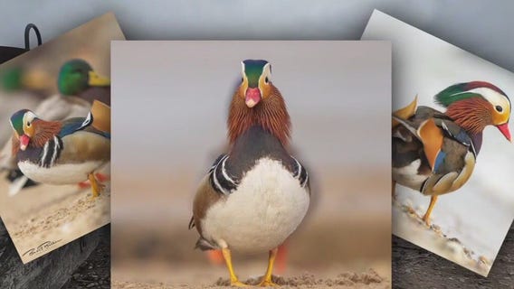 South Shore Park Mandarin duck photographer robbed