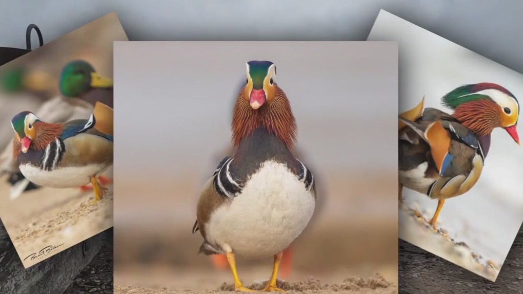 South Shore Park Mandarin duck photographer robbed