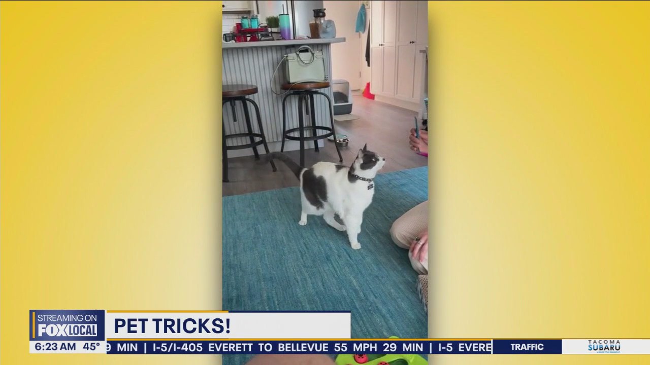 Pet Tricks for Friday, October 18