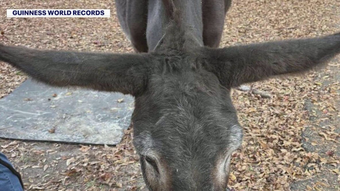 Middle Georgia donkey going for longest ears record