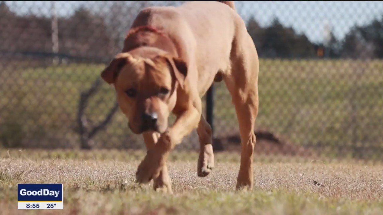 Pet of the day: Claus
