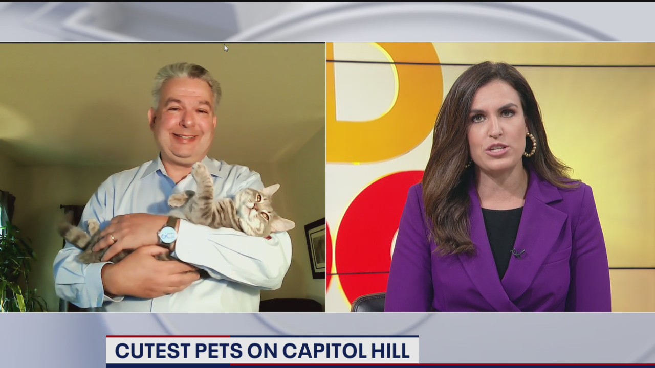 Importance of pet ownership during COVID-19 pandemic