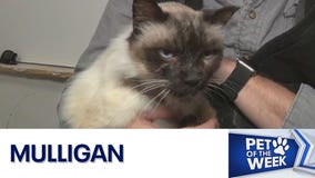 Pet of the Weekend: Mulligan