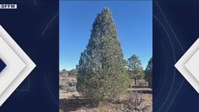 Take a look at Arizona's Capitol Christmas Tree