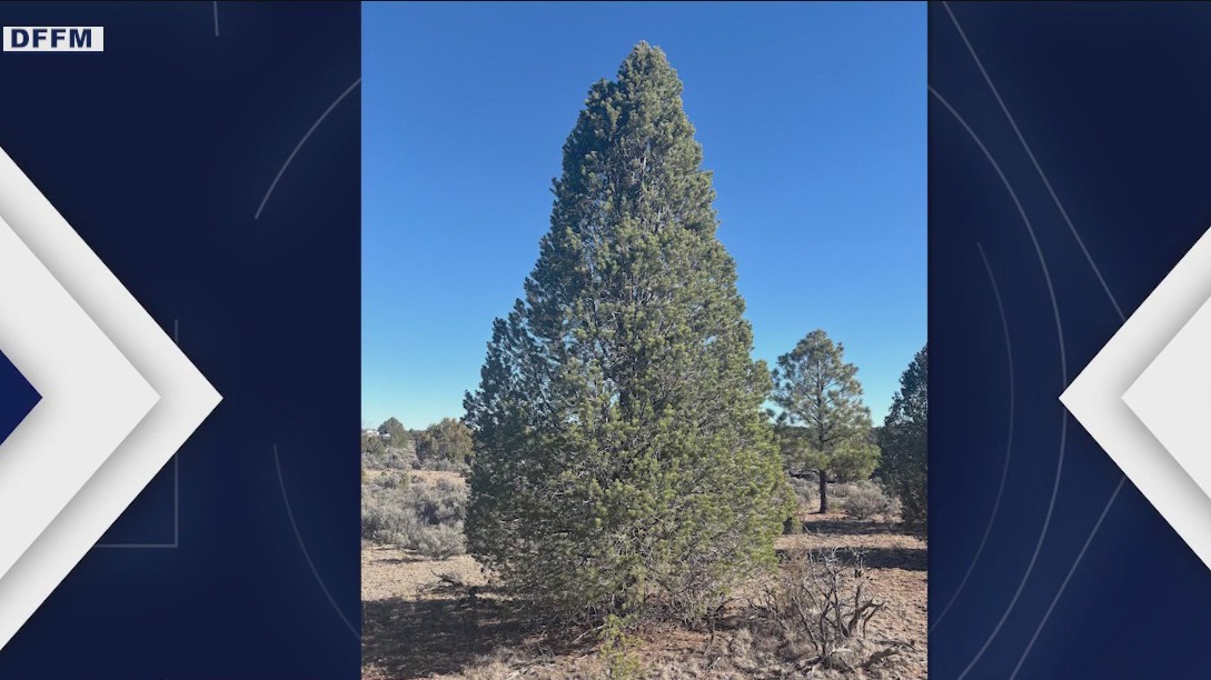 Take a look at Arizona's Capitol Christmas Tree