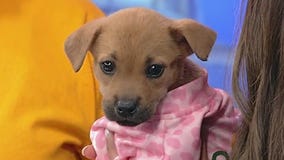 Good Day Pet of the Day: Pattie