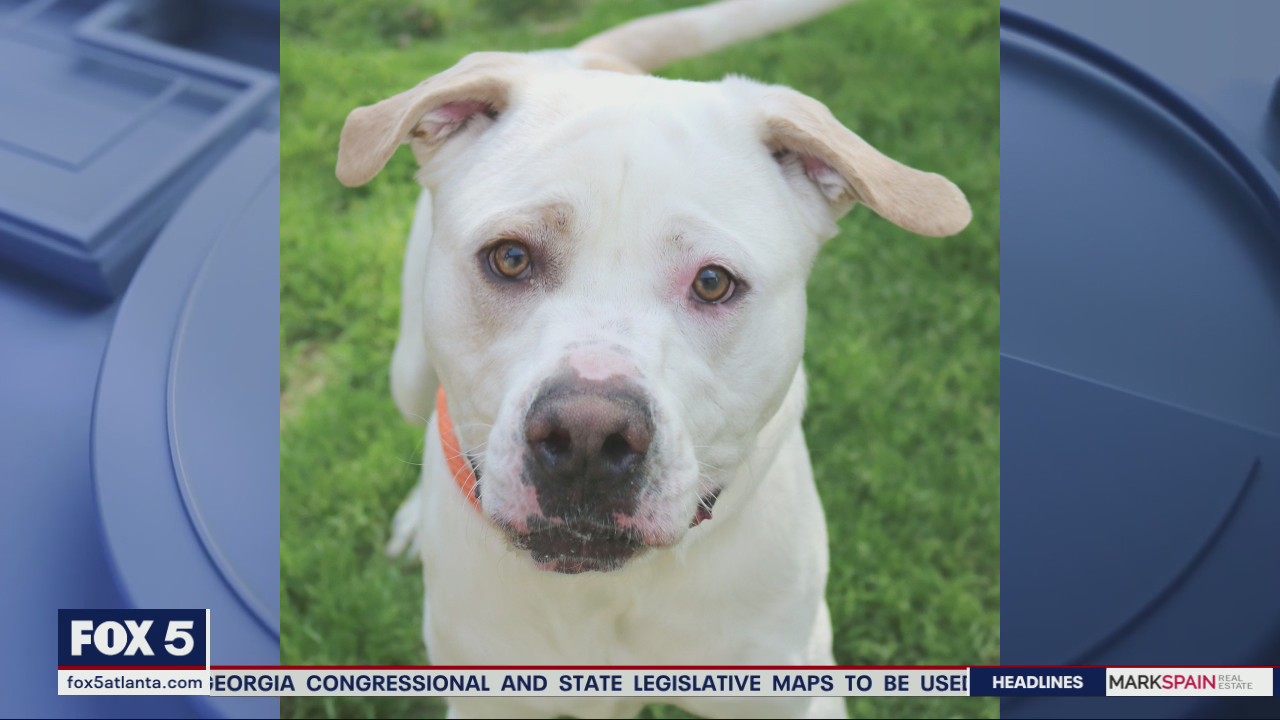 Pet of the Day from the Humane Society of Northeast Georgia