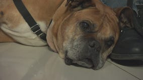 Pet Project: Bugsy from NKLA Pet Adoption Center