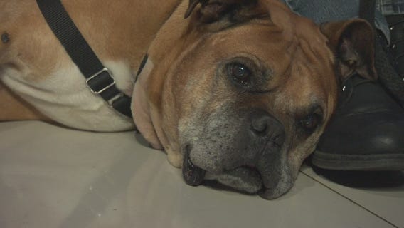 Pet Project: Bugsy from NKLA Pet Adoption Center