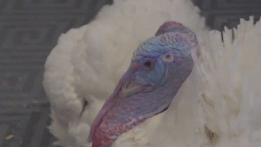 MN turkeys being pardoned by President Biden