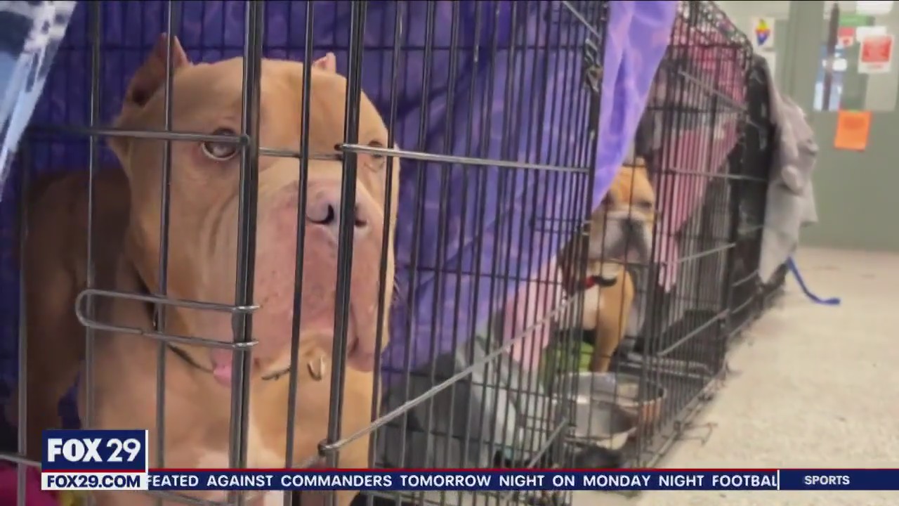 Blackwood pet adoption center at capacity reduces fees to help pets find forever homes