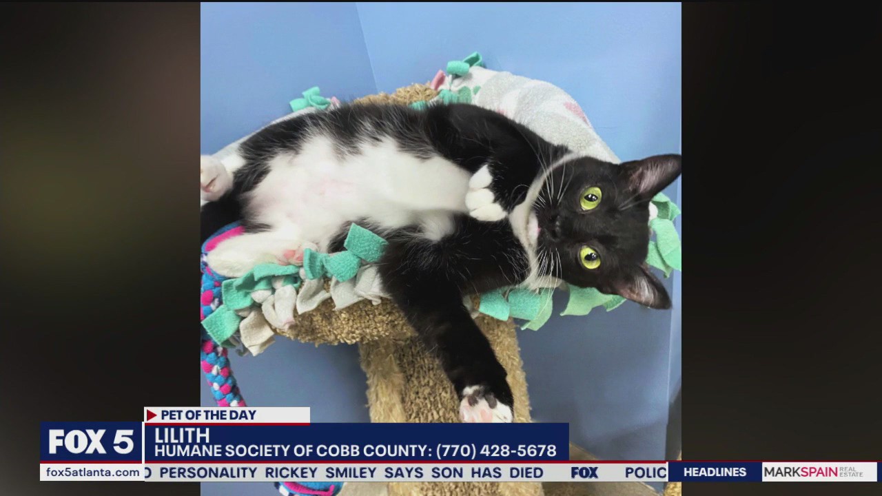 Pet of the Day from the Humane Society of Cobb County | FOX 5 Atlanta