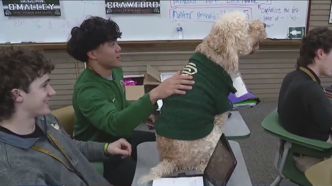 Saint Patrick High School throws birthday bash for beloved therapy dog