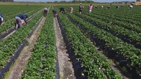 DroneZone | Explore Wish Farms