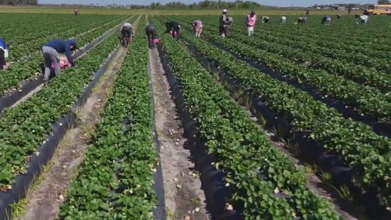 DroneZone | Explore Wish Farms