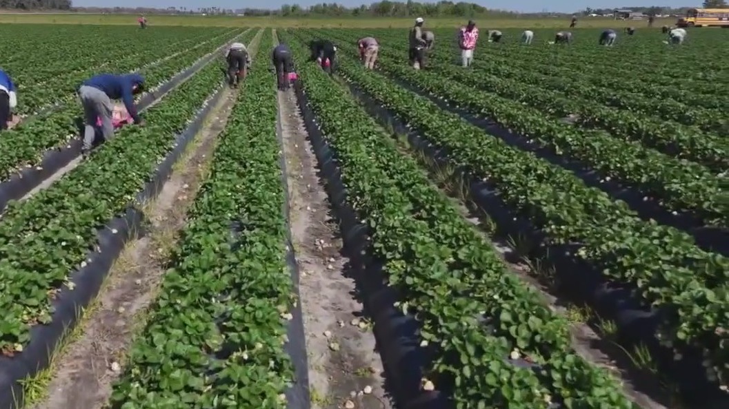 DroneZone | Explore Wish Farms