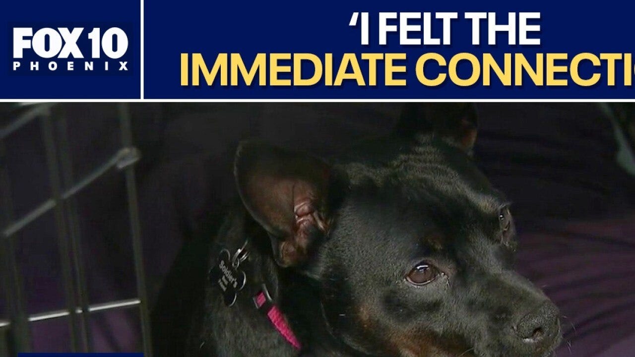 Arizona inmates train shelter dogs as service animals