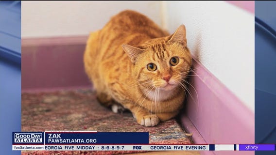 Pet of the Day from Paws Atlanta