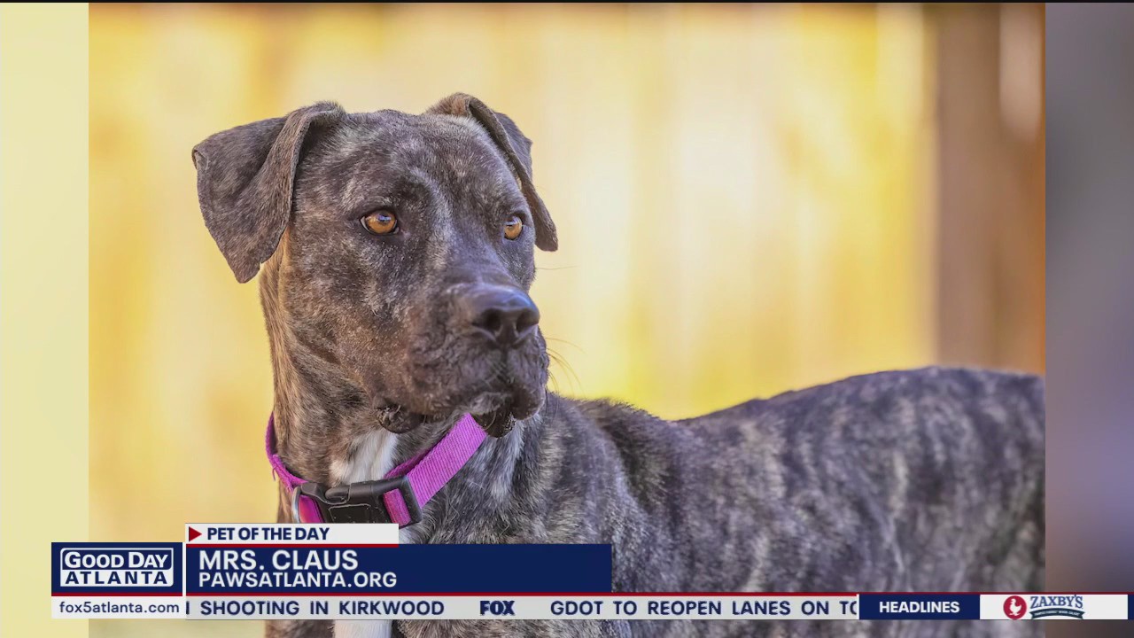 Pet of the Day from Paws Atlanta