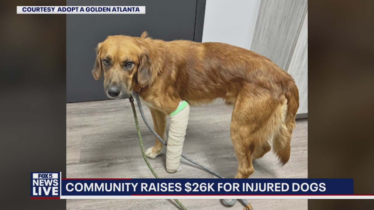 Golden rescue raises $26k for injured dogs