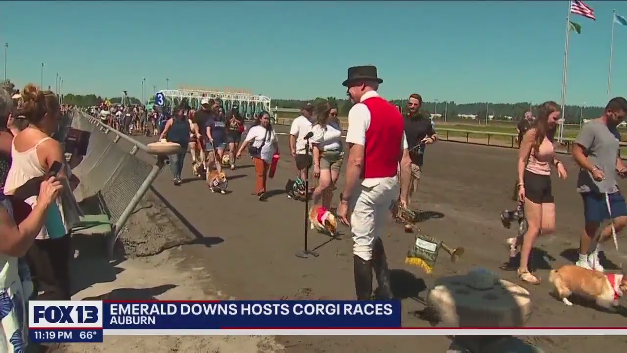 Emerald Downs hosts corgi races