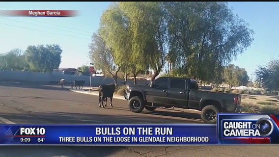 Bulls on the loose in a Glendale neighorhood