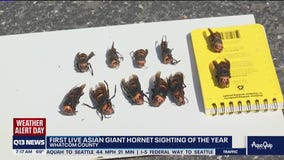 First live giant Asian hornet sighting in Washington state
