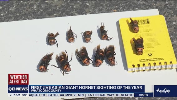 First live giant Asian hornet sighting in Washington state