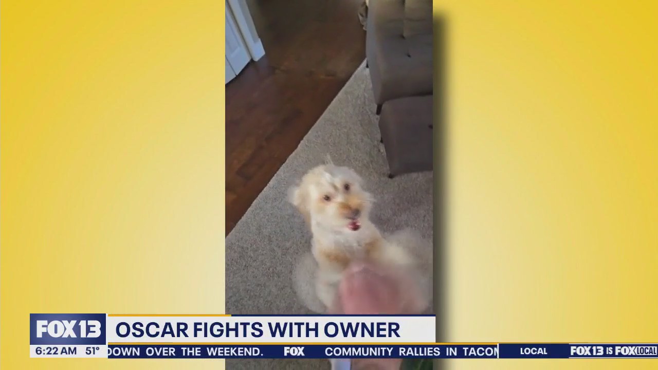 Pet Tricks for Monday, June 16