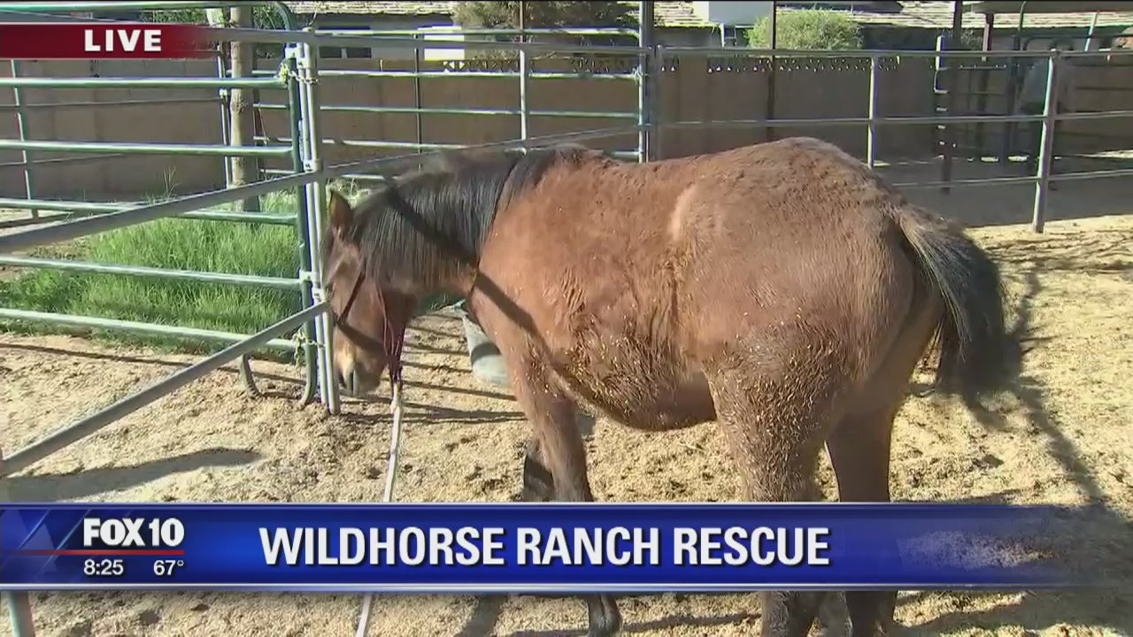 Cory's Corner: Wildhorse Ranch Rescue