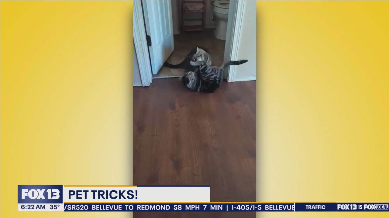 Pet Tricks for Tuesday, December 3