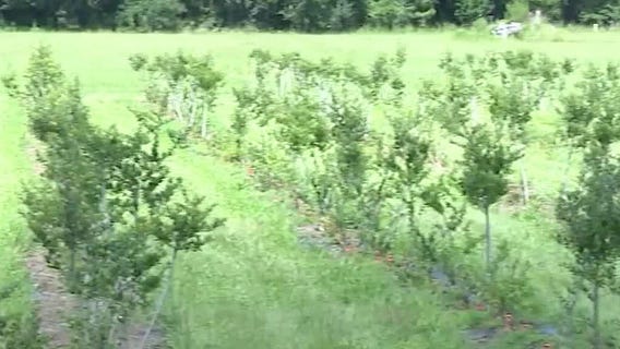 Tariff-free tea: Your new coffee alternative